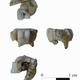 Multiple view of the fragmented tooth, dated to 14,000 years ago.